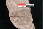 Foto (Detailansicht) von Quercus lonchitoides Ettingshausen (NHMW-GEO-2024-0188-10180)